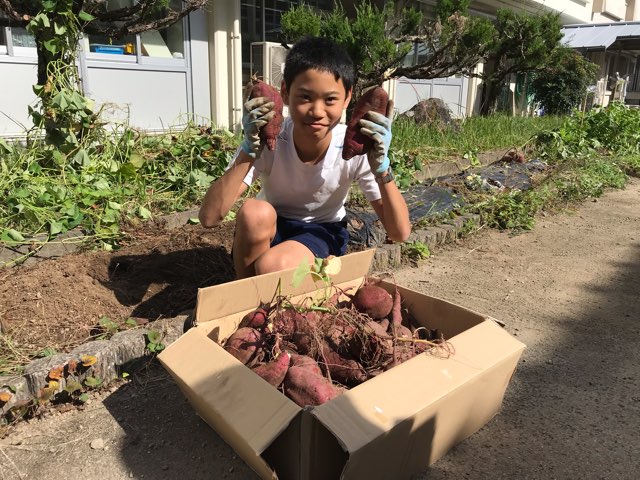 サツマイモの収穫
