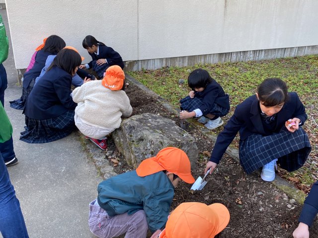 チューリップの球根植え