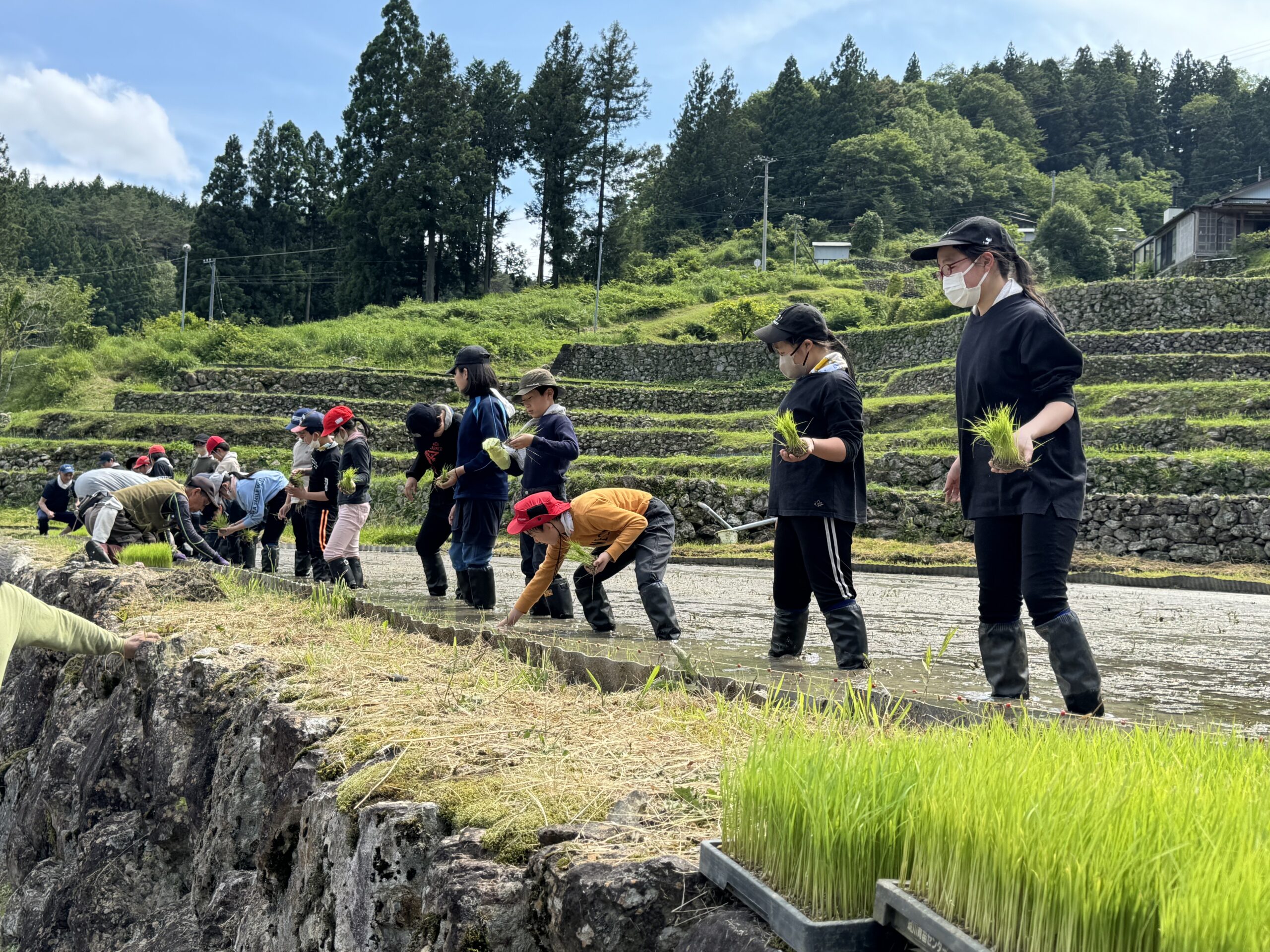 田植えをしました！